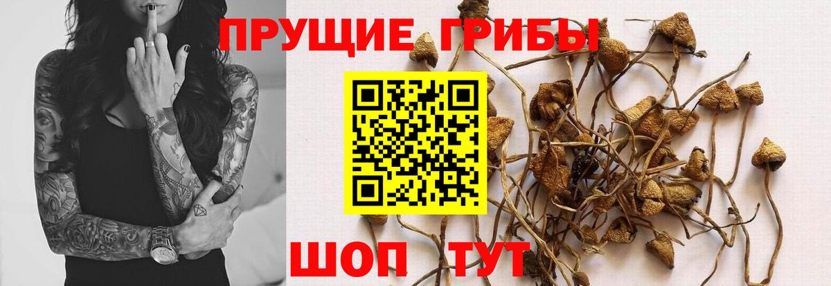 Галлюциногенные грибы MAGIC MUSHROOMS  Вход с VPN  Галлюциногенные грибы Magic Shrooms  Заводоуковск 